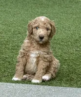 Groot, Guardians of the Galaxy, a male Aussiedoodle and Poodle - Standard  for sale in Rancho Cucamonga, CA – 3 of 10