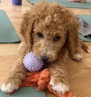 Drax, Guardians of the Galaxy, a male Aussiedoodle and Poodle - Standard  for sale in Rancho Cucamonga, CA – 1 of 10