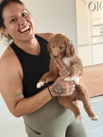 Cosmo, Guardians of the Galaxy, a female Aussiedoodle for sale in Rancho Cucamonga, CA – 5 of 9