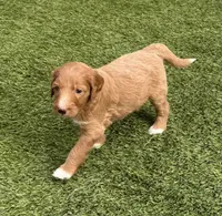 Cosmo, Guardians of the Galaxy, a female Aussiedoodle for sale in Rancho Cucamonga, CA – 3 of 10