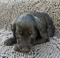 Rocket, Guardians of the Galaxy, a male Aussiedoodle and Poodle - Standard  for sale in Rancho Cucamonga, CA – 2 of 10