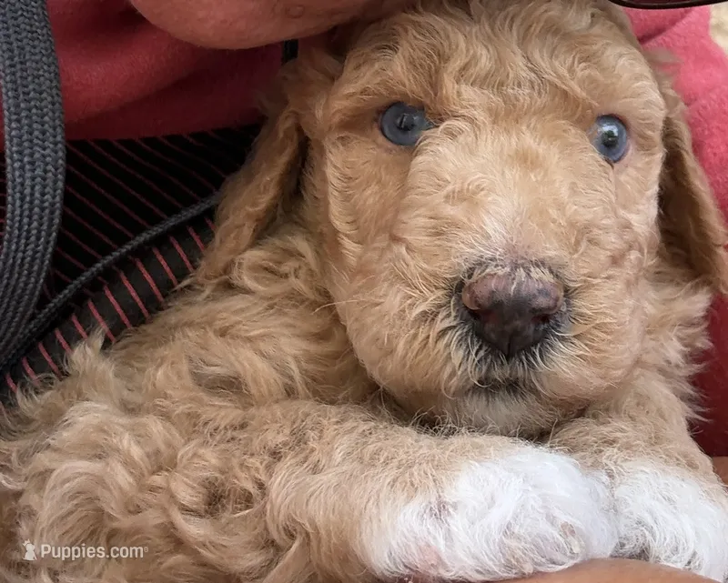 Groot, Guardians of the Galaxy – Aussiedoodle, Poodle - Standard  puppy for sale in Rancho Cucamonga, CA