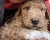 Groot, Guardians of the Galaxy, a male Aussiedoodle and Poodle - Standard  for sale in Rancho Cucamonga, CA – 1 of 10