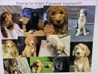Groot, Guardians of the Galaxy, a male Aussiedoodle and Poodle - Standard  for sale in Rancho Cucamonga, CA – 9 of 10