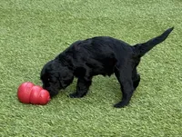 Nebula, a female Aussiedoodle and Poodle - Standard  for sale in Rancho Cucamonga, CA – 4 of 9