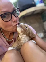 Drax, Guardians of the Galaxy, a male Aussiedoodle and Poodle - Standard  for sale in Rancho Cucamonga, CA – 2 of 10