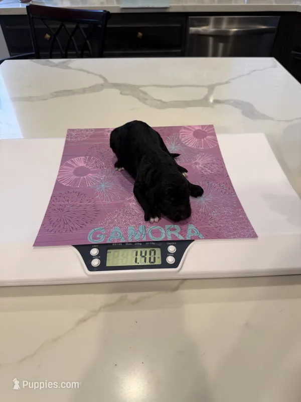 Rocket, Guardians of the Galaxy – Aussiedoodle, Poodle - Standard  puppy for sale in Rancho Cucamonga, CA