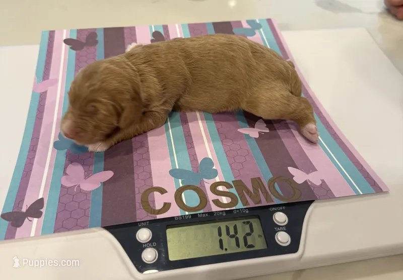 Cosmo, Guardians of the Galaxy – Aussiedoodle puppy for sale in Rancho Cucamonga, CA