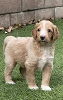 Quill, Guardians of the Galaxy, a male Aussiedoodle and Poodle - Standard  for sale in Rancho Cucamonga, CA – 2 of 10