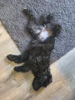 Gamora, a female Aussiedoodle and Poodle - Standard  for sale in Rancho Cucamonga, CA – 3 of 10