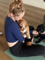 Cosmo, Guardians of the Galaxy, a female Aussiedoodle for sale in Rancho Cucamonga, CA – 4 of 9