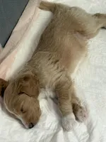 Quill, Guardians of the Galaxy, a male Aussiedoodle and Poodle - Standard  for sale in Rancho Cucamonga, CA – 5 of 10