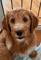 Cosmo, Guardians of the Galaxy, a female Aussiedoodle for sale in Rancho Cucamonga, CA – 1 of 9