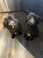 Gamora, a female Aussiedoodle and Poodle - Standard  for sale in Rancho Cucamonga, CA – 4 of 10