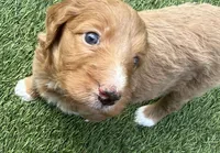 Cosmo, Guardians of the Galaxy, a female Aussiedoodle for sale in Rancho Cucamonga, CA – 2 of 10