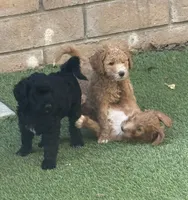 Drax, Guardians of the Galaxy, a male Aussiedoodle and Poodle - Standard  for sale in Rancho Cucamonga, CA – 5 of 10