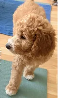 Drax, Guardians of the Galaxy, a male Aussiedoodle and Poodle - Standard  for sale in Rancho Cucamonga, CA – 2 of 10