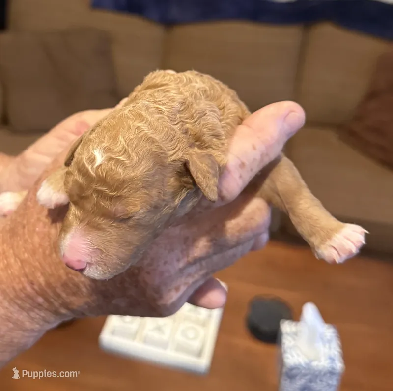 Drax, Guardians of the Galaxy – Aussiedoodle, Poodle - Standard  puppy for sale in Rancho Cucamonga, CA