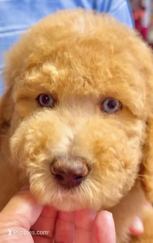Groot, Guardians of the Galaxy – Aussiedoodle, Poodle - Standard  puppy for sale in Rancho Cucamonga, CA