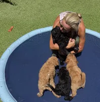 Rocket, Guardians of the Galaxy, a male Aussiedoodle and Poodle - Standard  for sale in Rancho Cucamonga, CA – 5 of 10