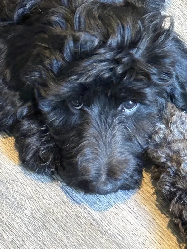 Gamora – Aussiedoodle, Poodle - Standard  puppy for sale in Rancho Cucamonga, CA