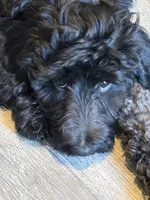 Gamora, a female Aussiedoodle and Poodle - Standard  for sale in Rancho Cucamonga, CA – 1 of 10