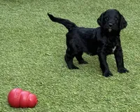 Nebula, a female Aussiedoodle and Poodle - Standard  for sale in Rancho Cucamonga, CA – 3 of 9