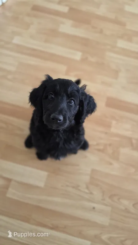 Rocket, Guardians of the Galaxy – Aussiedoodle, Poodle - Standard  puppy for sale in Rancho Cucamonga, CA