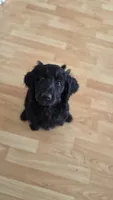 Rocket, Guardians of the Galaxy, a male Aussiedoodle and Poodle - Standard  for sale in Rancho Cucamonga, CA – 1 of 10