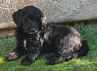 Nebula, a female Aussiedoodle and Poodle - Standard  for sale in Rancho Cucamonga, CA – 5 of 10