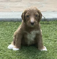 Cosmo, Guardians of the Galaxy, a female Aussiedoodle for sale in Rancho Cucamonga, CA – 5 of 10