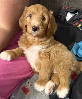 Cosmo, Guardians of the Galaxy, a female Aussiedoodle for sale in Rancho Cucamonga, CA – 3 of 9