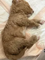 Drax, Guardians of the Galaxy, a male Aussiedoodle and Poodle - Standard  for sale in Rancho Cucamonga, CA – 3 of 10