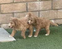 Drax, Guardians of the Galaxy, a male Aussiedoodle and Poodle - Standard  for sale in Rancho Cucamonga, CA – 4 of 10