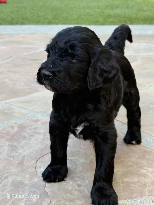 Nebula – Aussiedoodle, Poodle - Standard  puppy for sale in Rancho Cucamonga, CA