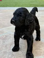 Nebula, a female Aussiedoodle and Poodle - Standard  for sale in Rancho Cucamonga, CA – 1 of 9