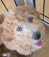 Groot, Guardians of the Galaxy, a male Aussiedoodle and Poodle - Standard  for sale in Rancho Cucamonga, CA – 1 of 10