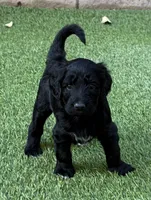 Gamora, a female Aussiedoodle and Poodle - Standard  for sale in Rancho Cucamonga, CA – 2 of 10