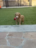 Drax, Guardians of the Galaxy, a male Aussiedoodle and Poodle - Standard  for sale in Rancho Cucamonga, CA – 4 of 10
