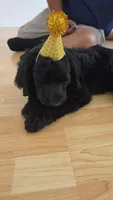 Gamora, a female Aussiedoodle and Poodle - Standard  for sale in Rancho Cucamonga, CA – 6 of 10