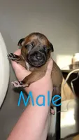 Leo, a male Black Mouth Cur and Norwegian Elkhound for sale in Pigeon, MI – 1 of 3