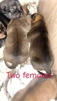 Dixie , a female Black Mouth Cur and Norwegian Elkhound for sale in Pigeon, MI – 2 of 2