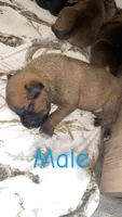 Leo, a male Black Mouth Cur and Norwegian Elkhound for sale in Pigeon, MI – 2 of 3