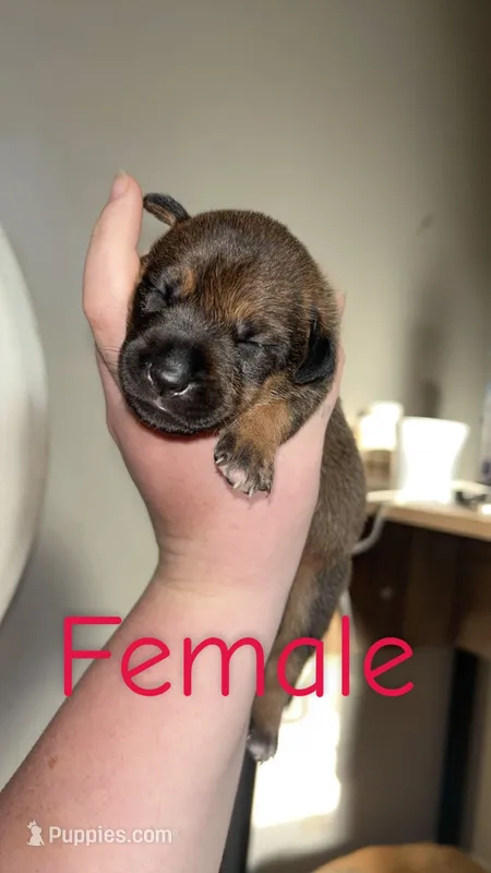 Dior – Black Mouth Cur, Norwegian Elkhound puppy for sale in Pigeon, MI