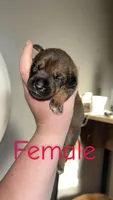 Dior, a female Black Mouth Cur and Norwegian Elkhound for sale in Pigeon, MI – 1 of 2