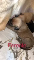 Ivy, a female Black Mouth Cur and Norwegian Elkhound for sale in Pigeon, MI – 2 of 2