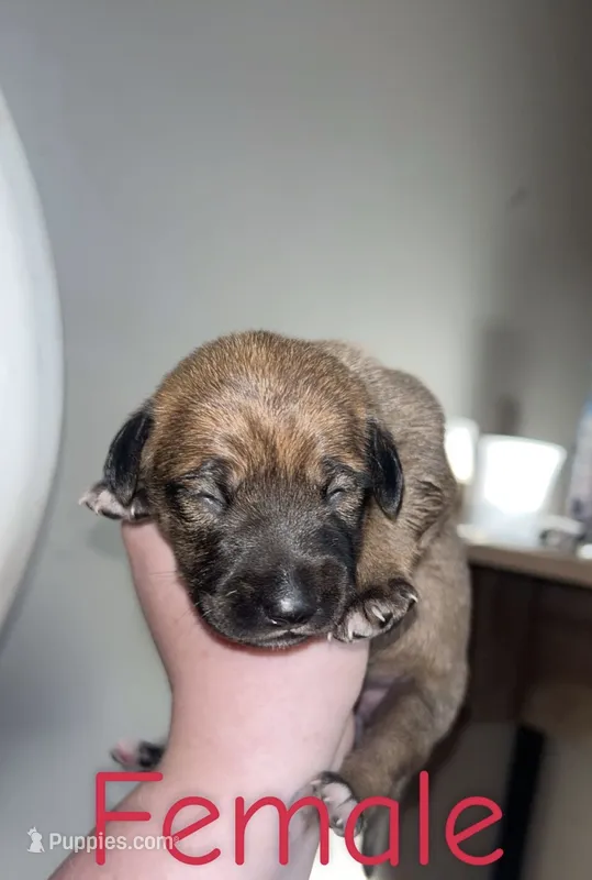 Dixie  – Black Mouth Cur, Norwegian Elkhound puppy for sale in Pigeon, MI