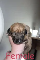 Dixie , a female Black Mouth Cur and Norwegian Elkhound for sale in Pigeon, MI – 1 of 2