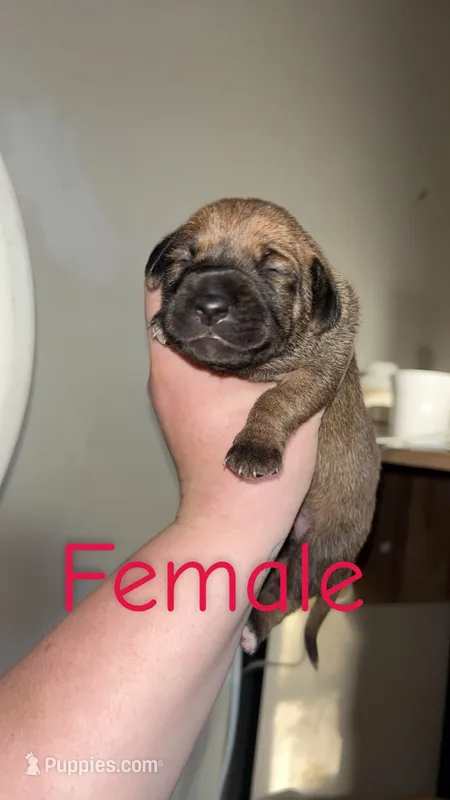 Ivy – Black Mouth Cur, Norwegian Elkhound puppy for sale in Pigeon, MI
