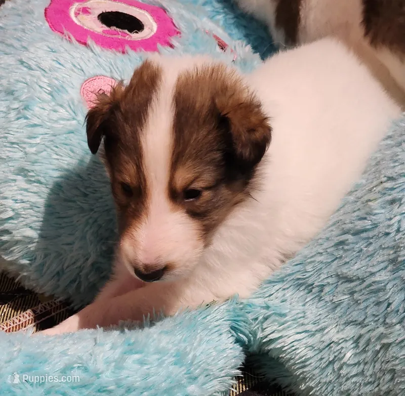 Brewer – Collie puppy for sale in Milledgeville, GA